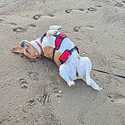 Satis a rejoint le concours — aidez-le/la à gagner de superbes lots ! dog, beach, sand, paw_prints, harness, playful, outdoor, animal, pet, footprints, leash, rolling, happy, canine, summer, nature, fun, daytime, brown_and_white, relaxation