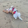 dog, beach, sand, paw_prints, harness, playful, outdoor, animal, pet, footprints, leash, rolling, happy, canine, summer, nature, fun, daytime, brown_and_white, relaxation