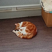 Thoby participe au concours pour gagner de l'argent avec cette photo : abyssinian, animal, architecture, box, building, cat, couch, furniture, hardwood, indoors, interiordesign, kitten, livingroom, manx, person, pet, plywood, room, sleeping, wood