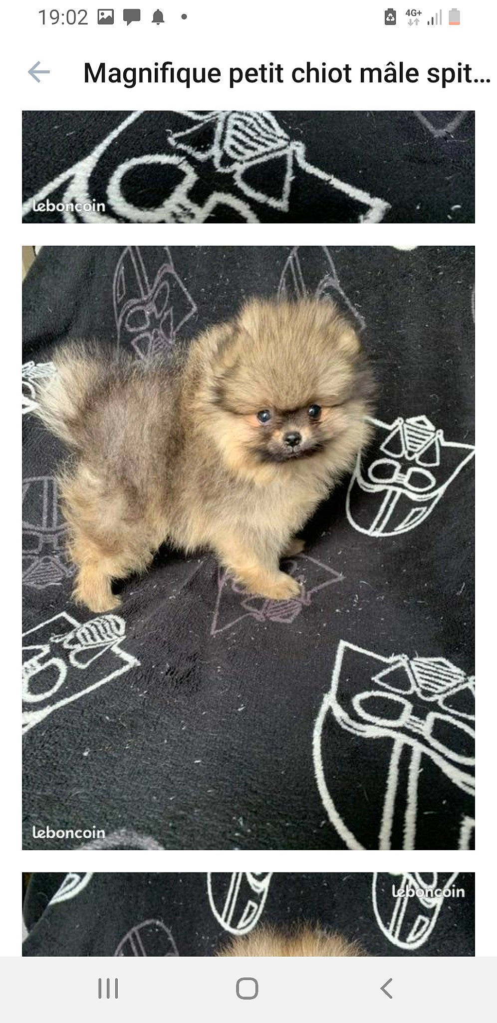 Apérol participe au concours pour gagner de l'argent avec cette photo : ancient_dog_breeds, canidae, companion_dog, dog_breed, fawn, felidae, font, fur, german_spitz, paw, photo_caption, photography, primate, rectangle, snapshot, tail, terrestrial_animal, toy_dog, whiskers, wildlife