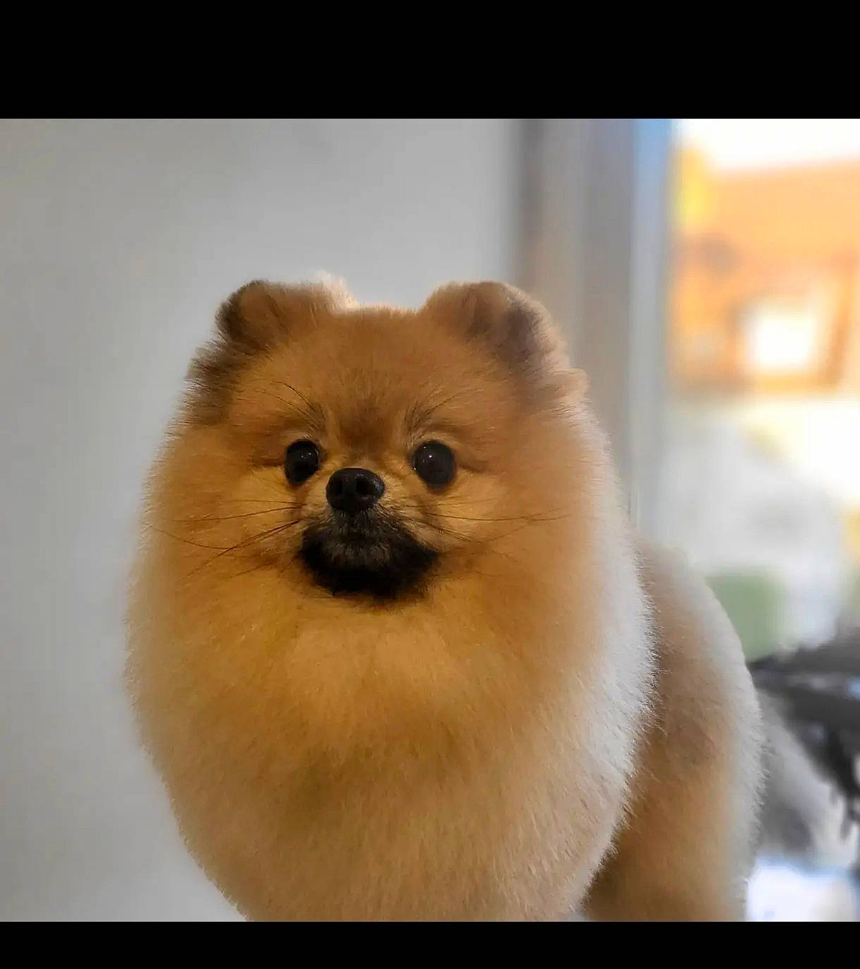 Apérol a rejoint le concours — aidez-le/la à gagner de superbes lots ! carnivore, companion_dog, dog_breed, eye, fawn, felidae, fur, german_spitz_klein, paw, small_to_medium_sized_cats, snout, tail, terrestrial_animal, toy_dog, whiskers, wildlife