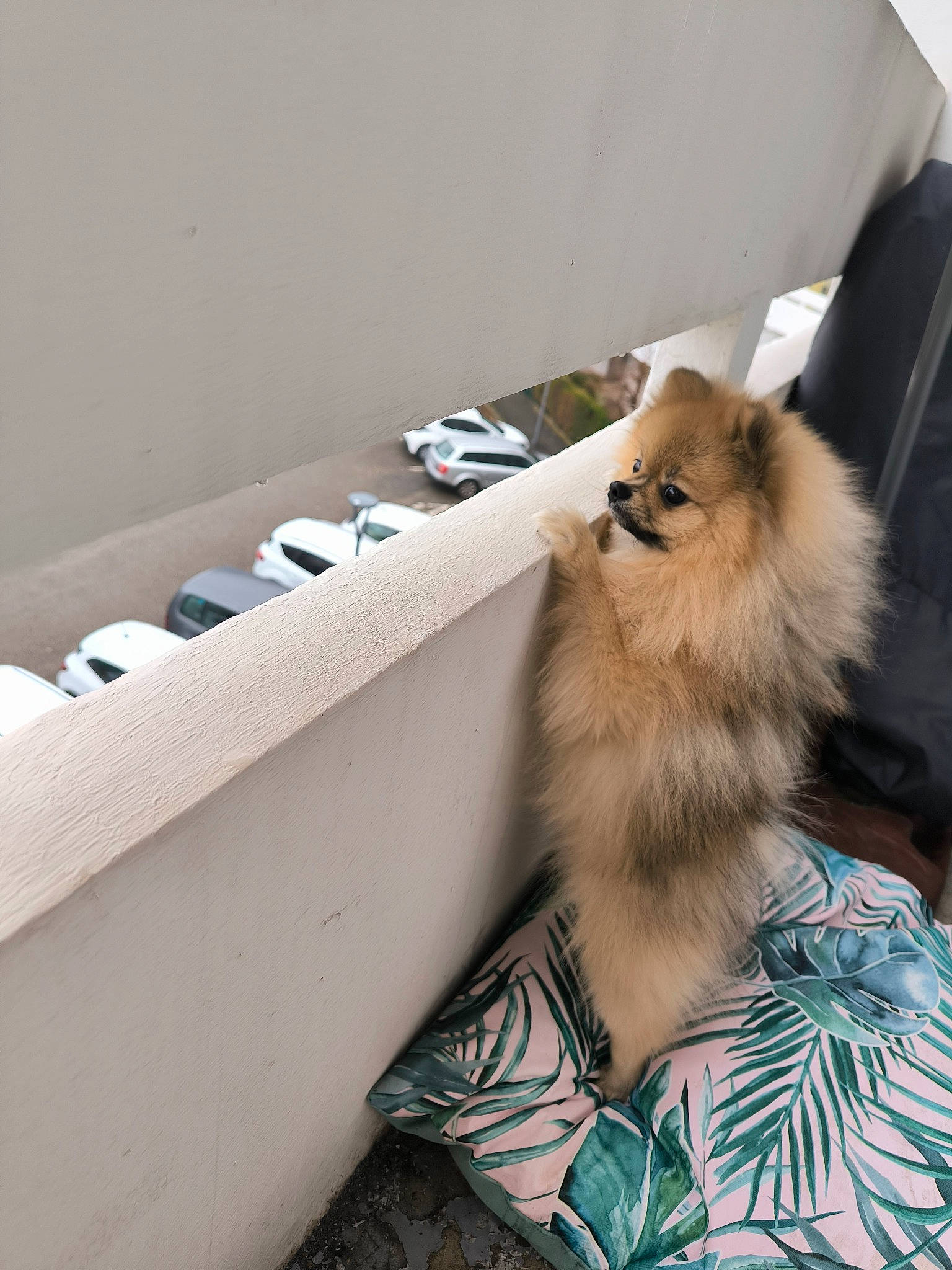 Apérol participe au concours pour gagner de l'argent avec cette photo : canidae, carnivore, companion_dog, dog, dog_breed, fawn, felidae, fur, german_spitz, german_spitz_mittel, non_sporting_group, plant, pomeranian, smile, spitz, sporting_group, toy_dog, whiskers