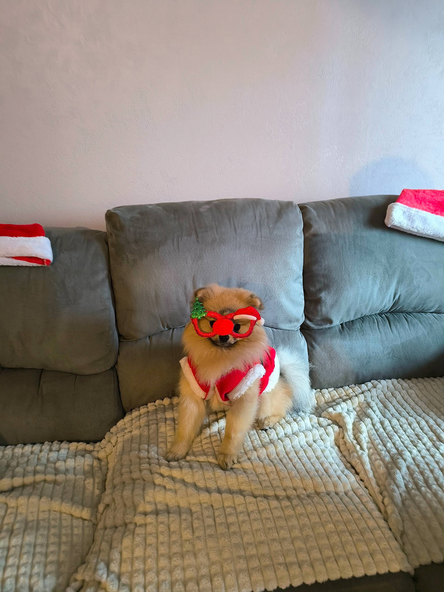 Apérol a rejoint le concours — aidez-le/la à gagner de superbes lots ! carmine, carnivore, comfort, companion_dog, couch, dog, flooring, furniture, linens, living_room, pillow, rectangle, room, sofa_bed, studio_couch, stuffed_toy, teddy_bear, throw_pillow, toy, wood