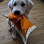 puppy, dog, toy, plush_toy, wooden_floor, indoor, pet, cute, white_dog, animal, flooring, playful, young_dog, canine, domestic_animal, small_dog, looking_up, pet_toy, adorable, fur