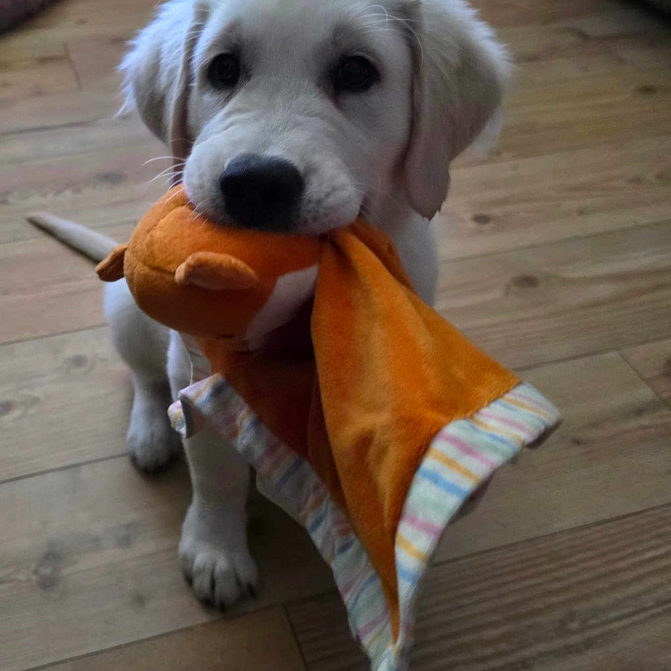 Winnie joined the competition — help win amazing prizes! adorable, animal, canine, cute, dog, domestic_animal, flooring, fur, indoor, looking_up, pet, pet_toy, playful, plush_toy, puppy, small_dog, toy, white_dog, wooden_floor, young_dog