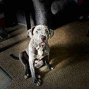 Buddy is registered to the contest to win money with this photo: puppy, dog, gray_dog, indoor, carpet, pet, sitting, young_dog, animal, cute, light_and_shadow, attention, white_patch, floor, domestic_animal, portrait, canine, eyes, fur, expression