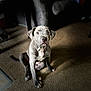 puppy, dog, gray_dog, indoor, carpet, pet, sitting, young_dog, animal, cute, light_and_shadow, attention, white_patch, floor, domestic_animal, portrait, canine, eyes, fur, expression