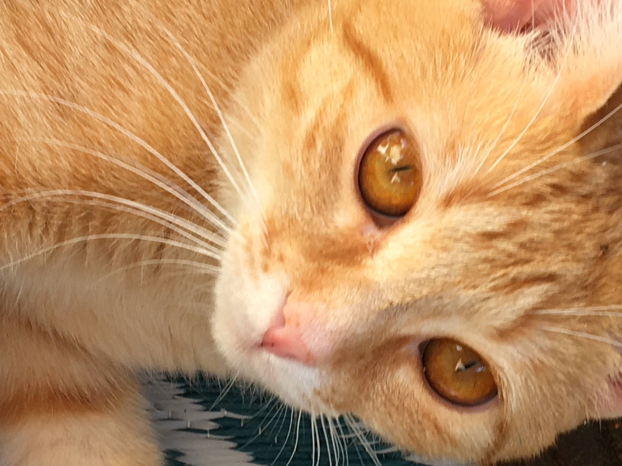 Robyn participe au concours pour gagner de l'argent avec cette photo : carnivore, cat, close_up, domestic_short_haired_cat, ear, fawn, felidae, fur, iris, paw, small_to_medium_sized_cats, snout, terrestrial_animal, whiskers, wildlife, wood