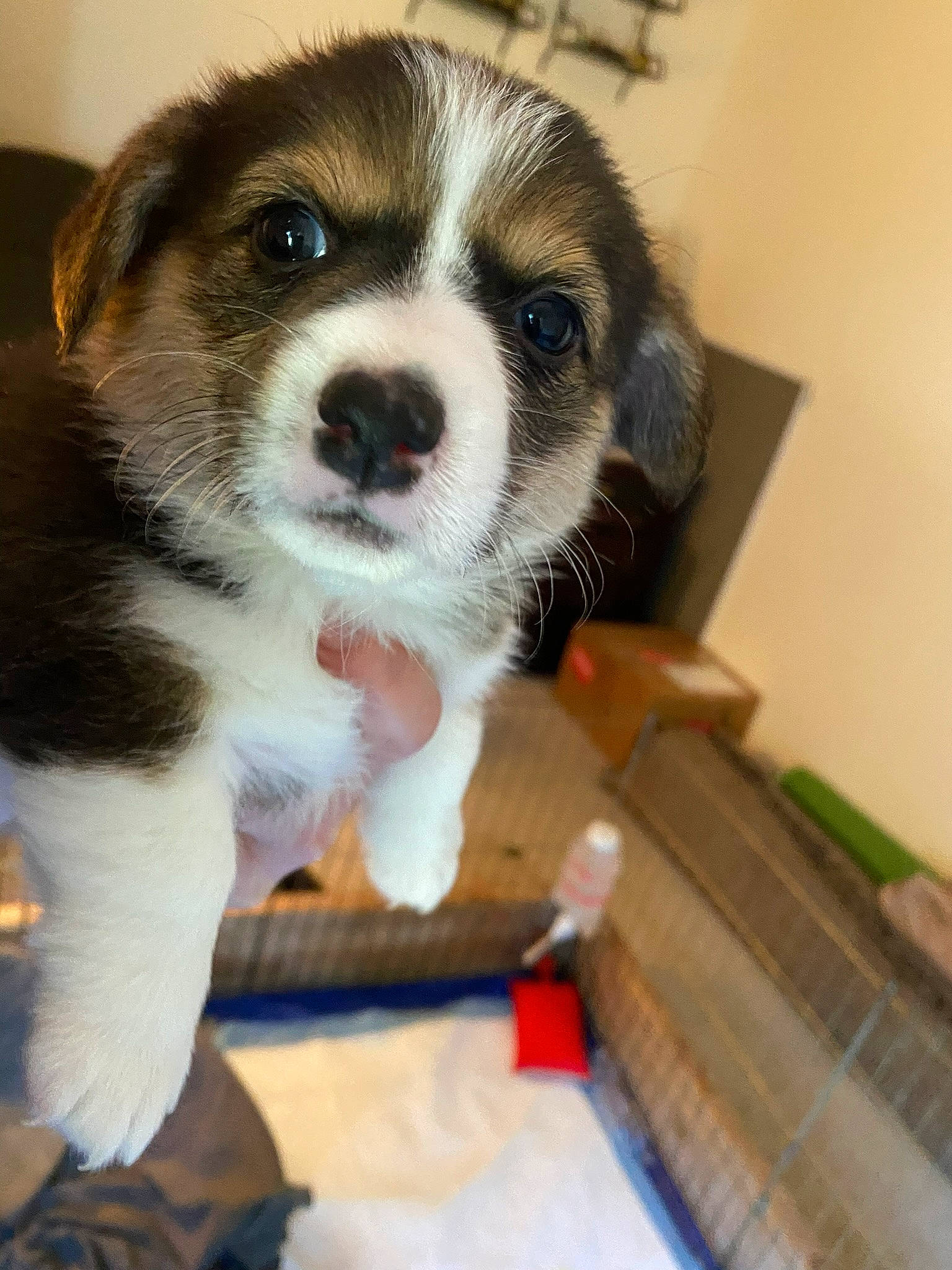 Willow is registered to the contest to win money with this photo: australian_shepherd, bored, canidae, carnivore, chair, companion_dog, dog, dog_breed, fur, herding_dog, non_sporting_group, puppy, pyrenean_mastiff, snout, sporting_group, terrestrial_animal, toy_dog, whiskers, working_animal, working_dog