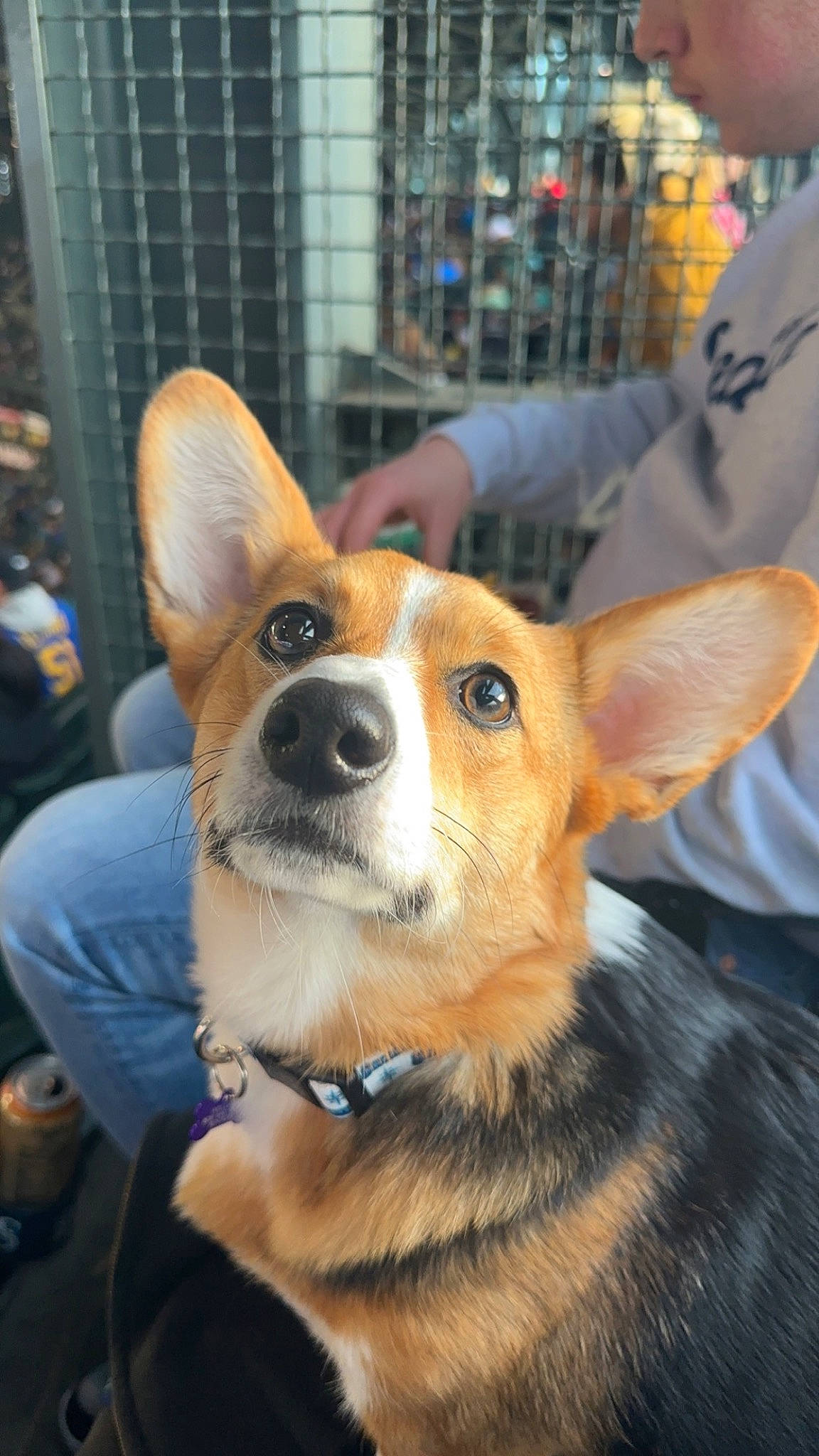 Willow is registered to the contest to win money with this photo: ancient_dog_breeds, canidae, carnivore, collar, companion_dog, corgi_chihuahua, dog, dog_breed, fawn, fur, non_sporting_group, snout, sporting_group, terrestrial_animal, toy_dog, whiskers, working_dog