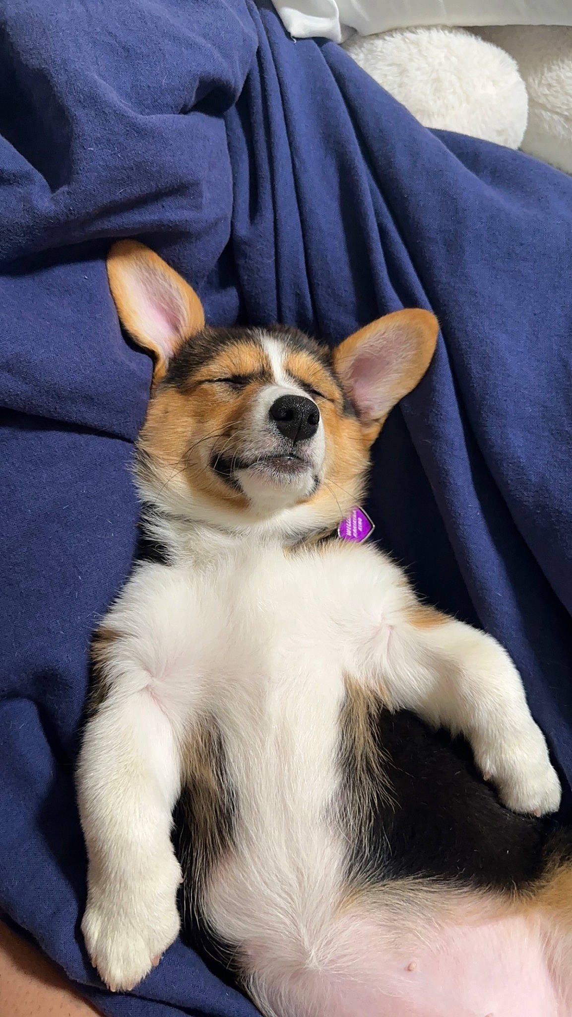 Willow joined the competition — help win amazing prizes! canidae, carnivore, comfort, companion_dog, dog, dog_breed, dog_supply, ear, fawn, fur, linens, non_sporting_group, paw, snout, sporting_group, terrestrial_animal, toy_dog, whiskers, working_animal