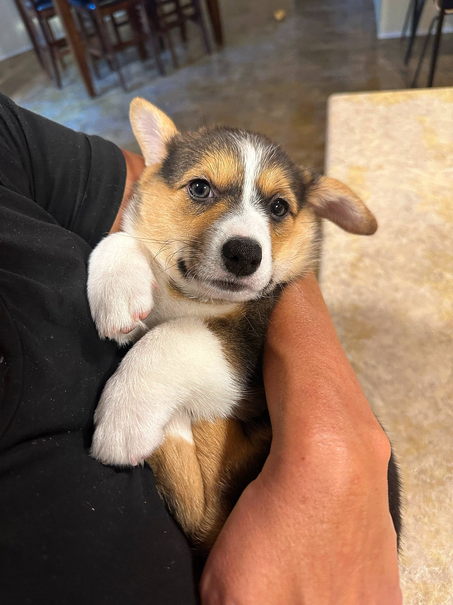 Willow is registered to the contest to win money with this photo: canidae, carnivore, chair, comfort, companion_dog, couch, dog, dog_breed, fawn, flooring, fur, nail, paw, puppy, snout, sporting_group, tail, terrestrial_animal, whiskers