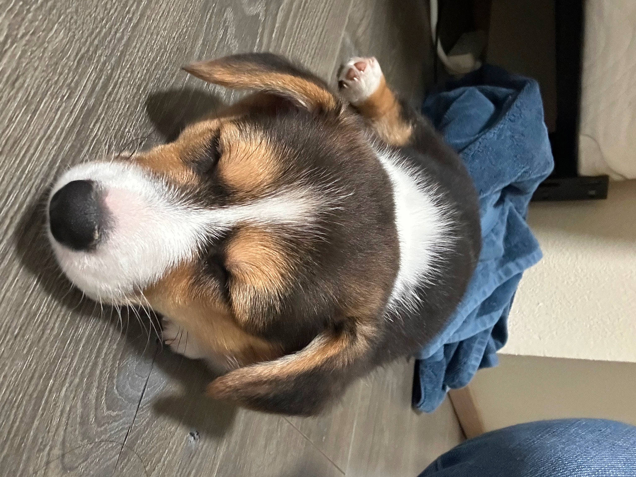 Willow is registered to the contest to win money with this photo: beaglier, canidae, carnivore, collar, comfort, companion_dog, curtain, dog, dog_breed, fawn, fur, paw, puppy, scent_hound, sporting_group, tail, terrestrial_animal, whiskers, working_animal, working_dog