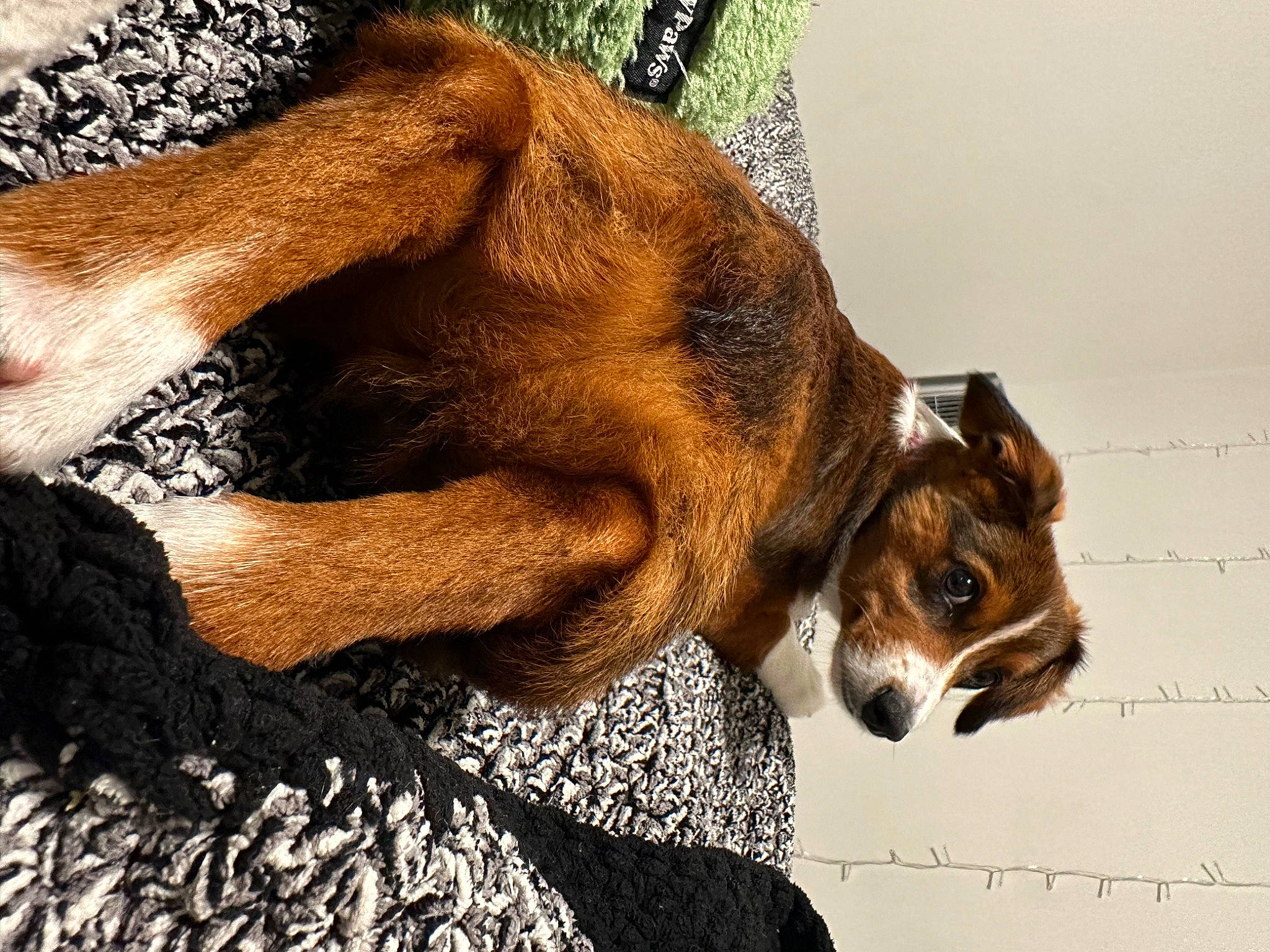 Milo is registered to the contest to win money with this photo: canidae, carnivore, collar, comfort, companion_dog, dog, dog_breed, dog_collar, ear, fawn, fur, human_leg, liver, paw, snout, sporting_group, terrestrial_animal, whiskers, wildlife, working_animal