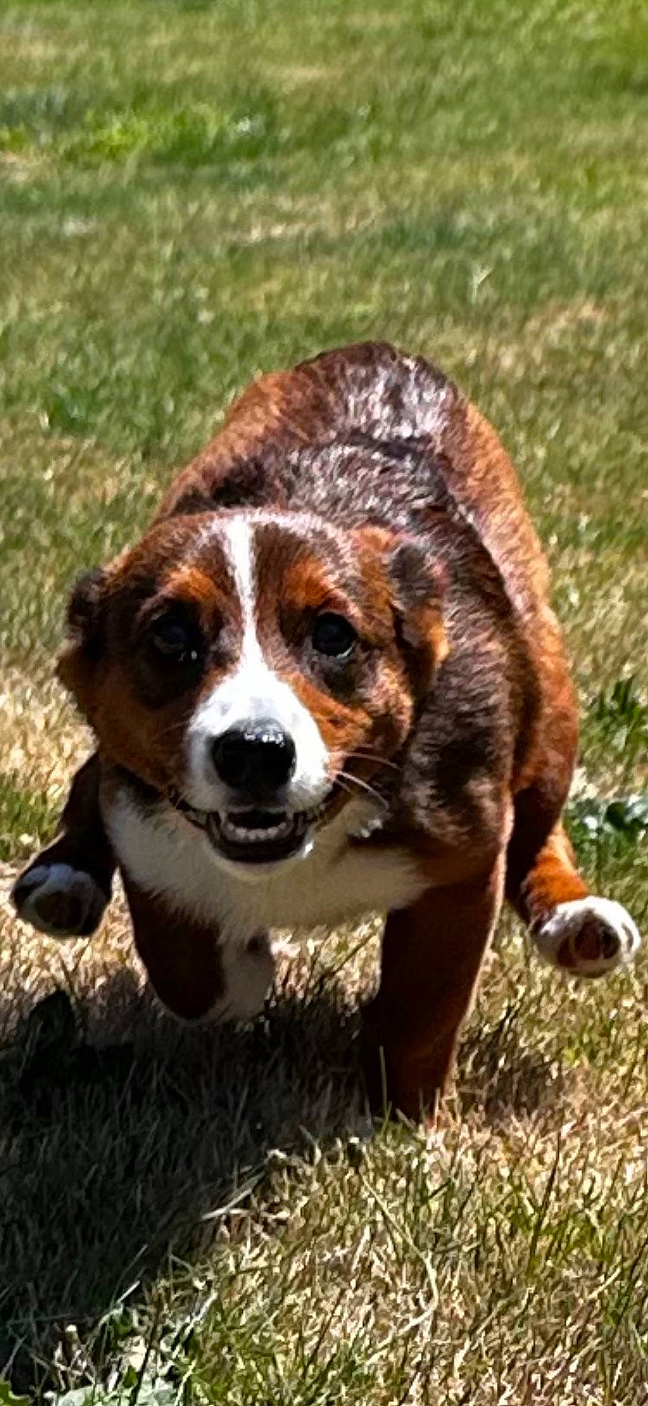 Milo joined the competition — help win amazing prizes! canidae, carnivore, companion_dog, dog, dog_breed, fur, grass, herding_dog, hunting_dog, liver, plant, puppy, soil, sporting_group, tail, terrestrial_animal, whiskers, working_animal, working_dog