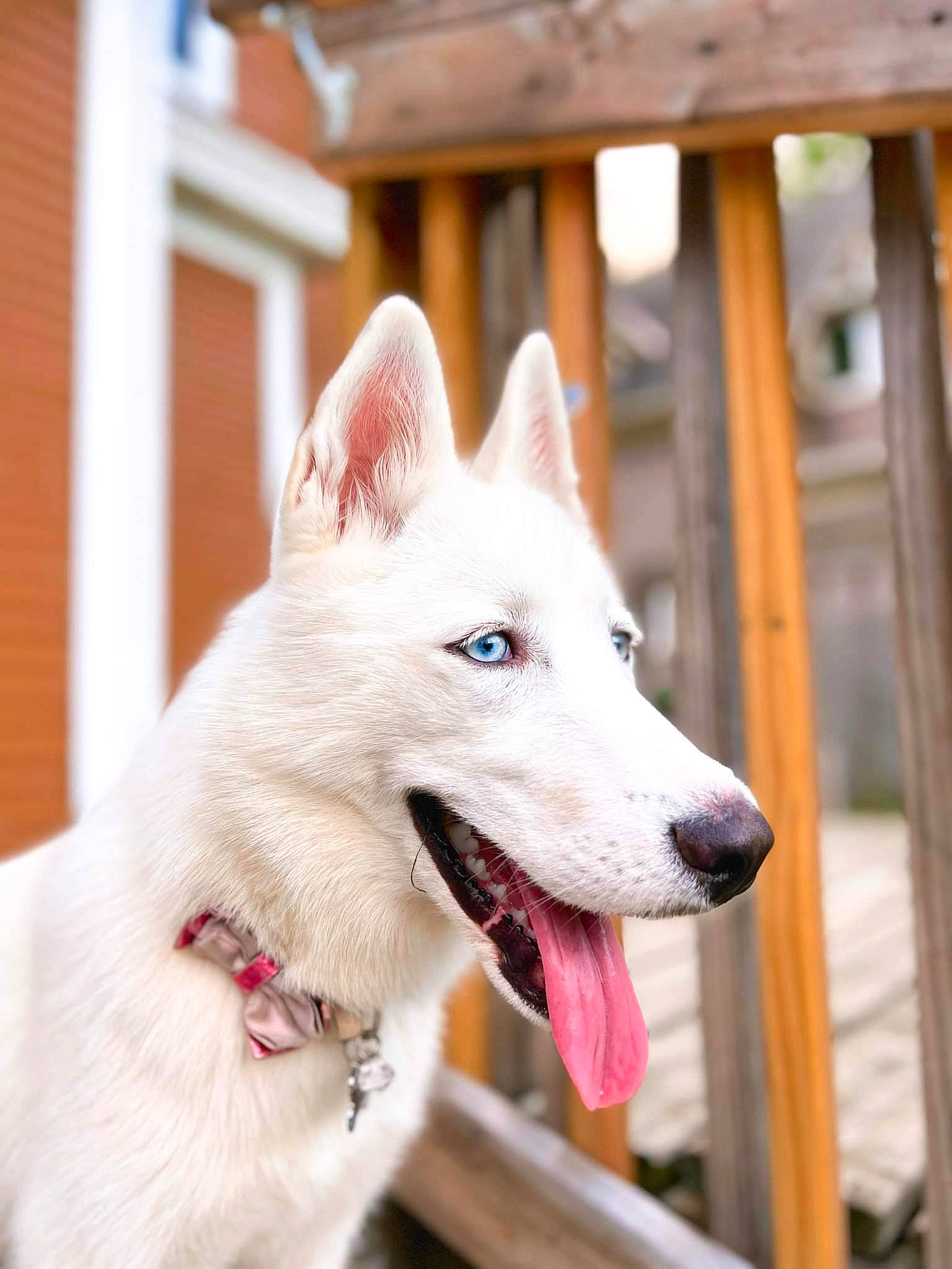 Candy is registered to the contest to win money with this photo: canidae, carnivore, collar, companion_dog, dog, dog_breed, dog_collar, fang, fence, foot, fur, non_sporting_group, pet_supply, pungsan_dog, snout, sporting_group, whiskers, wood, working_animal, working_dog