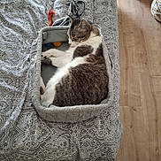 Poukie a rejoint le concours — aidez-le/la à gagner de superbes lots ! cat, bed, basket, toy, sleeping, indoor, feline, knitted, cozy, patterned, resting, fur, paw, home, wooden_floor, peaceful, pet, cute, domestic, animal