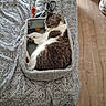 cat, bed, basket, toy, sleeping, indoor, feline, knitted, cozy, patterned, resting, fur, paw, home, wooden_floor, peaceful, pet, cute, domestic, animal