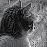 cat, rain, window, gray, monochrome, feline, whiskers, ears, side_view, wet_glass, reflection, domestic_animal, animal, looking_out, moody, quiet, indoor, close_up, fur, pet