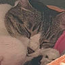 Poukie a rejoint le concours — aidez-le/la à gagner de superbes lots ! cat, sleeping, blanket, fur, pet, cozy, indoors, closeup, resting, animal, cute, domestic, tabby, paw, snuggled, relaxed, face, fur_pattern, colorful, soft