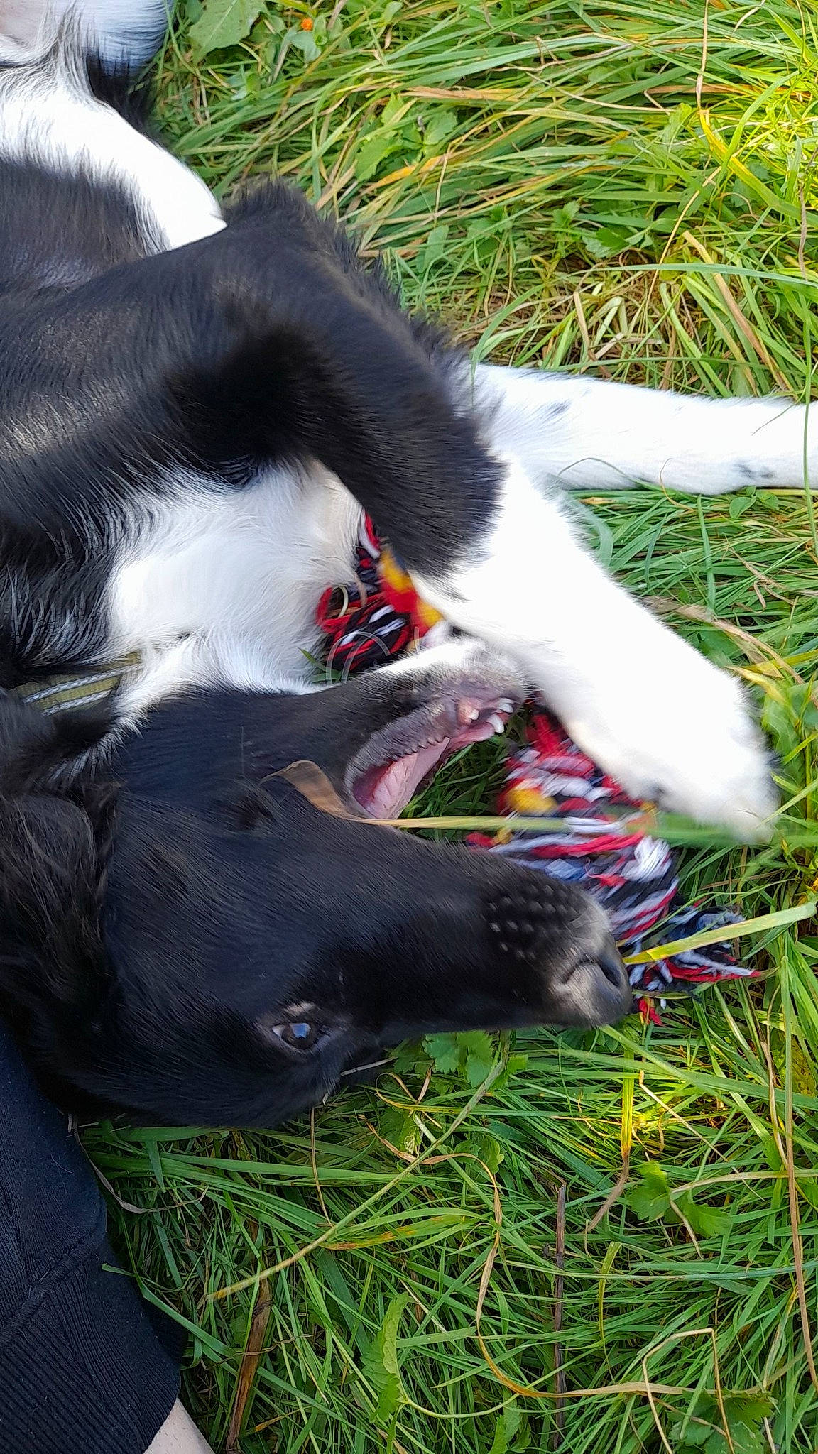 Leïka a rejoint le concours — aidez-le/la à gagner de superbes lots ! canidae, carmine, carnivore, collar, companion_dog, dog, dog_breed, dog_collar, felidae, fur, grass, guard_dog, herding_dog, plant, snout, sporting_group, tail, whiskers, working_animal, working_dog