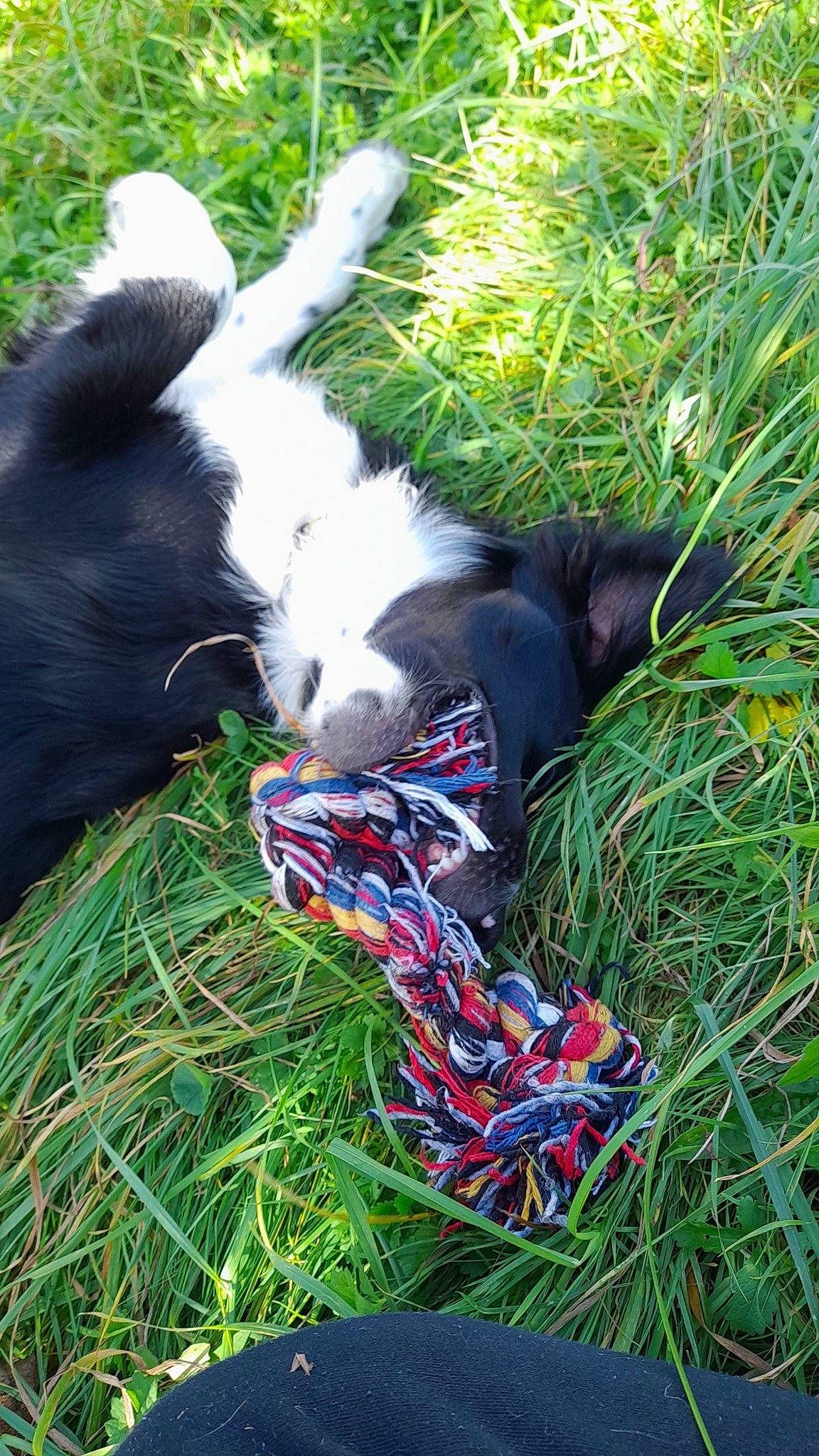 Leïka a rejoint le concours — aidez-le/la à gagner de superbes lots ! canidae, carnivore, companion_dog, dog, dog_breed, grass, herding_dog, people_in_nature, plant, poales, sporting_group, tail, terrestrial_animal, tree