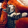 Nala is registered to the contest to win money with this photo: blanket, cat, collar, comfort, cozy, cute, domestic_cat, feline, fur, indoor, kitten, orange, paw, pet, relaxed, resting, sleeping, snuggling, soft, young_cat