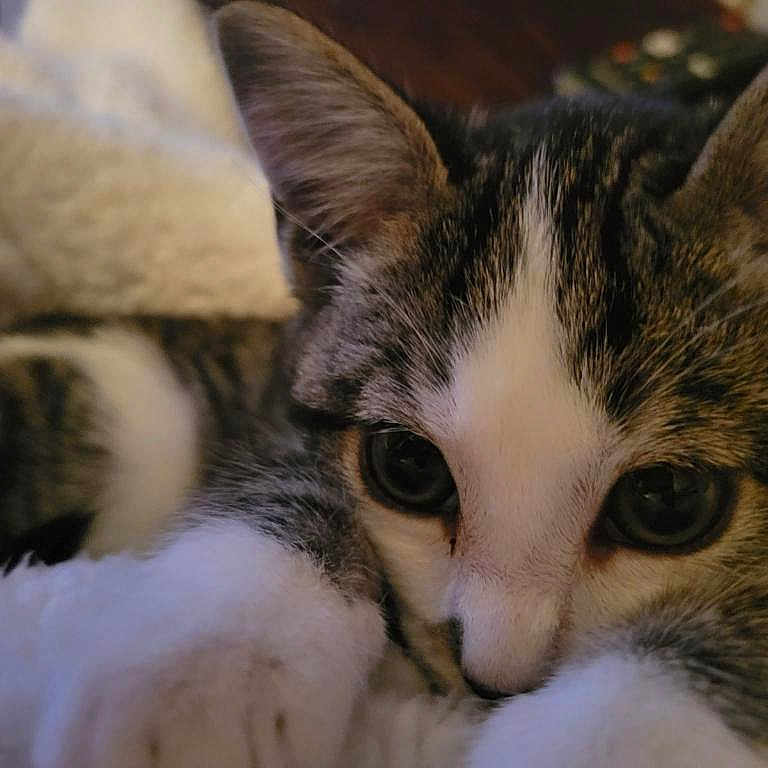 Nala