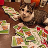 Nala is registered to the contest to win money with this photo: animal, brown, card_game, cat, collar, curious, domestic, feline, game, indoor, kitten, messy, pet, playing_cards, skip_bo_cards, striped, table, white, wooden_surface, young_cat