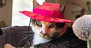 Nala joined the competition — help win amazing prizes! animal, cat, cozy, cute, domestic_animal, feline, focused, fur, green_eyes, hat, indoor, perch, pet, pink_hat, portrait, relaxed, soft_texture, sunlight, whiskers, window