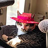 cat, pet, hat, pink_hat, indoor, window, sunlight, cozy, fur, green_eyes, whiskers, perch, relaxed, animal, cute, portrait, feline, domestic_animal, soft_texture, focused