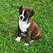 Ella joined the competition — help win amazing prizes! adorable, alert, animal, brindle, canine, cute, dog, fur, grass, green, mammal, nature, outdoor, paw, pet, playful, puppy, sitting, small_dog, young_dog