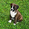 adorable, alert, animal, brindle, canine, cute, dog, fur, grass, green, mammal, nature, outdoor, paw, pet, playful, puppy, sitting, small_dog, young_dog