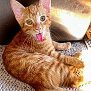 Rodney is registered to the contest to win money with this photo: animal, carpet, cat, closeup, cute, ears, feline, fur, indoor, kitten, looking_at_camera, orange_tabby, pet, playful, reflection, sitting, sunlight, tongue_out, whiskers, young