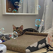 Khrome is registered to the contest to win money with this photo: cat, tabby_cat, pet, animal, bubbles, scratching_post, cardboard, indoor, home, carpet, mirror, curtains, toy, playful, lounging, sitting, green_eyes, whiskers, cozy, photography