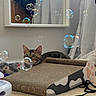 cat, tabby_cat, pet, animal, bubbles, scratching_post, cardboard, indoor, home, carpet, mirror, curtains, toy, playful, lounging, sitting, green_eyes, whiskers, cozy, photography