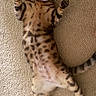 cat, bengal_cat, pet, animal, feline, lying_down, belly_up, raised_paws, spotted_fur, striped_fur, blue_eyes, whiskers, indoor, carpet, floor, home, relaxed, playful, funny_pose, portrait