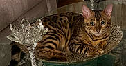 Khrome is registered to the contest to win money with this photo: bengal_cat, cat, pet, animal, feline, striped_fur, spotted_fur, green_eyes, portrait, indoors, living_room, glass_table, crystal, candleholder, decor, furniture, couch, reflection, sitting, relaxed