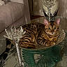 bengal_cat, cat, pet, animal, feline, striped_fur, spotted_fur, green_eyes, portrait, indoors, living_room, glass_table, crystal, candleholder, decor, furniture, couch, reflection, sitting, relaxed