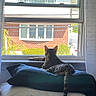 cat, tabby_cat, pet, animal, sitting, window, windowsill, pillows, bedroom, indoors, outdoor_view, residential_house, brick_wall, sunlight, greenery, tail, ears, fur, cozy, photography