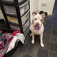 Lola joined the competition — help win amazing prizes! dog, pacifier, indoor, floor, tile, pet_bed, blanket, plastic_drawer, wall, power_socket, floor_tile, animal, pet, curious, brown_and_white, ears, sitting, looking_up, domestic, household