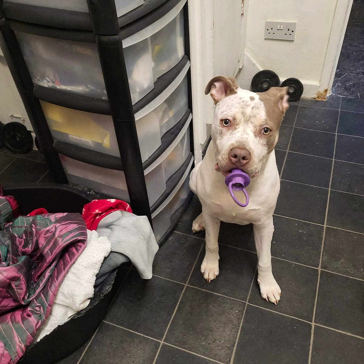 Lola joined the competition — help win amazing prizes! dog, pacifier, indoor, floor, tile, pet_bed, blanket, plastic_drawer, wall, power_socket, floor_tile, animal, pet, curious, brown_and_white, ears, sitting, looking_up, domestic, household