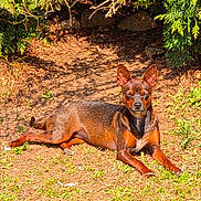 Sammie is registered to the contest to win money with this photo: dog, brown_dog, outdoor, sunlight, grass, greenery, relaxed, pet, animal, ears, lying_down, nature, summer, shade, sunny, small_dog, canine, ground, daylight, resting