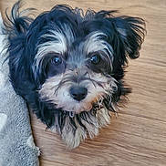 Violet joined the competition — help win amazing prizes! animal, black_fur, blanket, canine, companion, curious_eyes, cute, dog, domestic_pet, floor, fur, household, indoor, looking_up, pet, scruffy, small_dog, white_fur, wooden_floor, young_dog