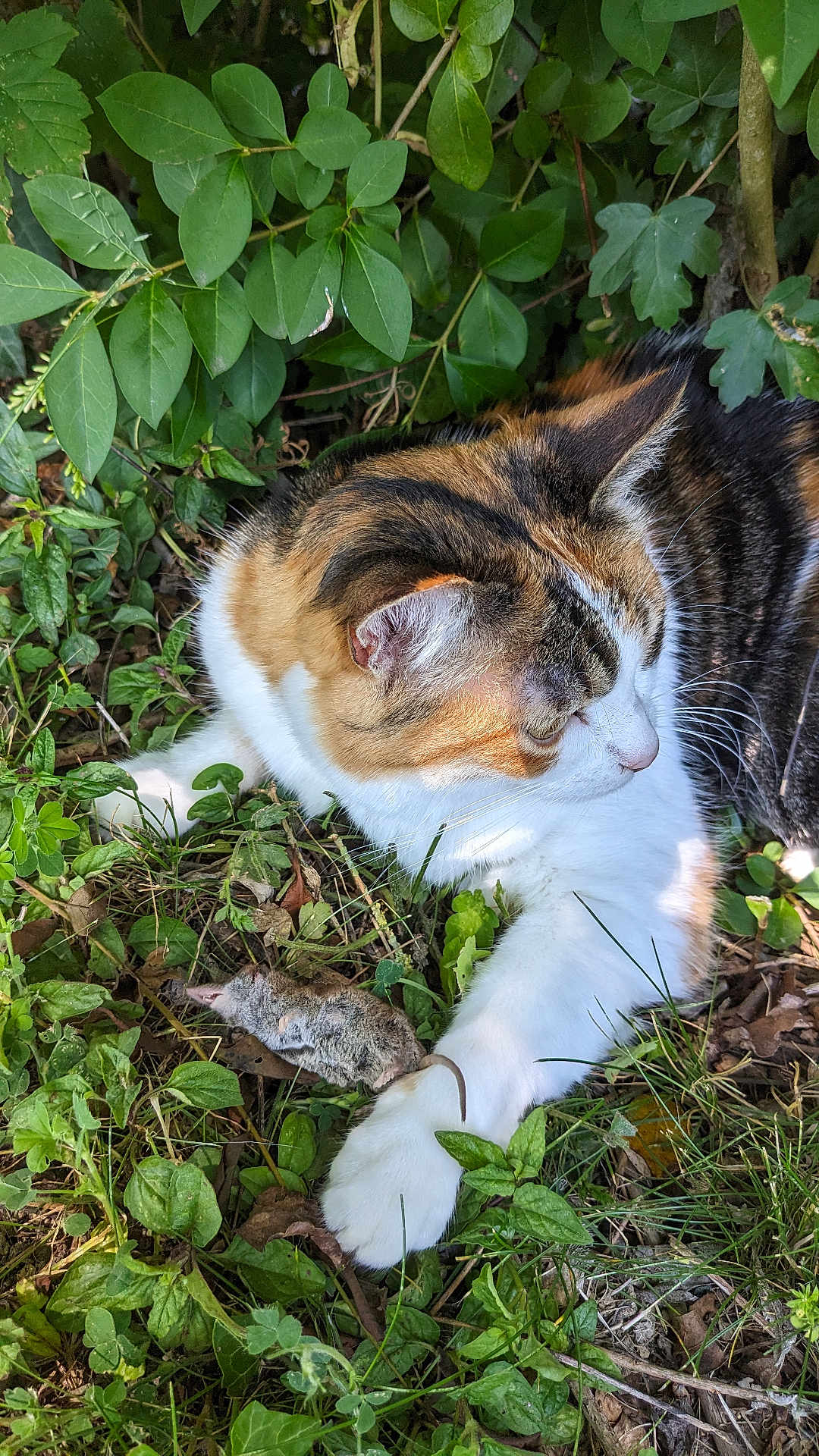 Vanille a rejoint le concours — aidez-le/la à gagner de superbes lots ! cat, calico_cat, mouse, prey, grass, greenery, leaves, outdoor, animal, hunter, nature, paw, fur, whiskers, wildlife, garden, pet, mammal, predator, closeup