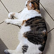 Vanille participe au concours pour gagner de l'argent avec cette photo : cat, calico, feline, pet, animal, fur, white, brown, black, striped, lying_down, relaxed, tail, paw, indoor, tile_floor, sunlight, resting, cute, domestic