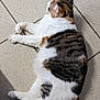 cat, calico, feline, pet, animal, fur, white, brown, black, striped, lying_down, relaxed, tail, paw, indoor, tile_floor, sunlight, resting, cute, domestic