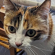 Vanille a rejoint le concours — aidez-le/la à gagner de superbes lots ! animal, calico_cat, cat, chair, close_up, closeup, curious, domestic_animal, eyes, face, feline, fur, glass_table, indoor, natural_light, pet, sitting, table, whiskers, wooden_chair
