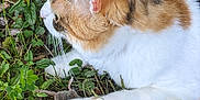 Vanille a rejoint le concours — aidez-le/la à gagner de superbes lots ! cat, calico, animal, pet, outdoor, grass, greenery, nature, paw, leaf, feline, wildlife, predator, small_mammal, whiskers, fur, closeup, mammal, plant, ground