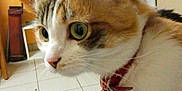 Vanille participe au concours pour gagner de l'argent avec cette photo : bell, brown_white_cat, cat, closeup, collar, curious, decor, domestic_cat, floor, furniture, home, indoor, jeans, legs, person, pet, shelf, sitting, television, tile_floor